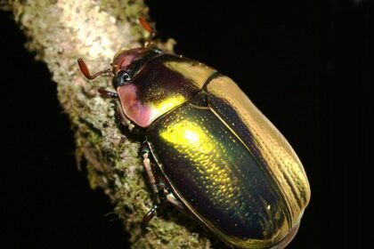 золотий жук