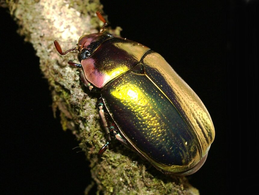 золотий жук